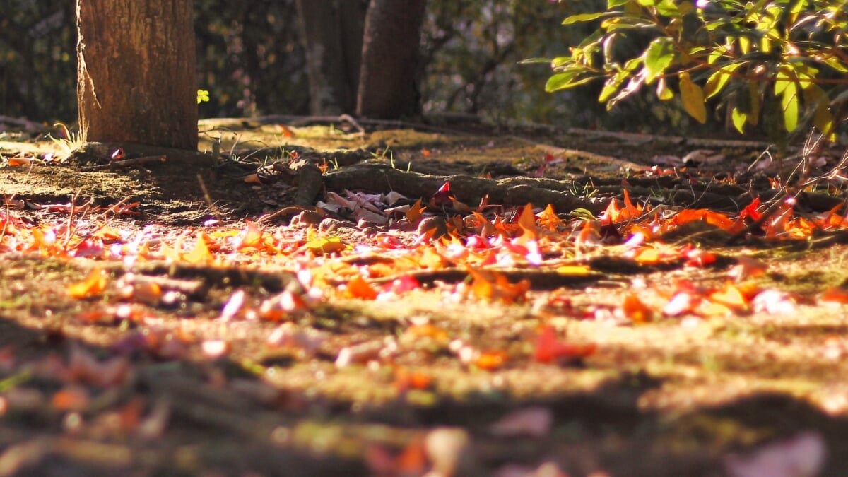 日岡山公園の写真16