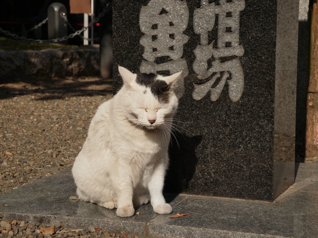 富岡八幡宮の写真3