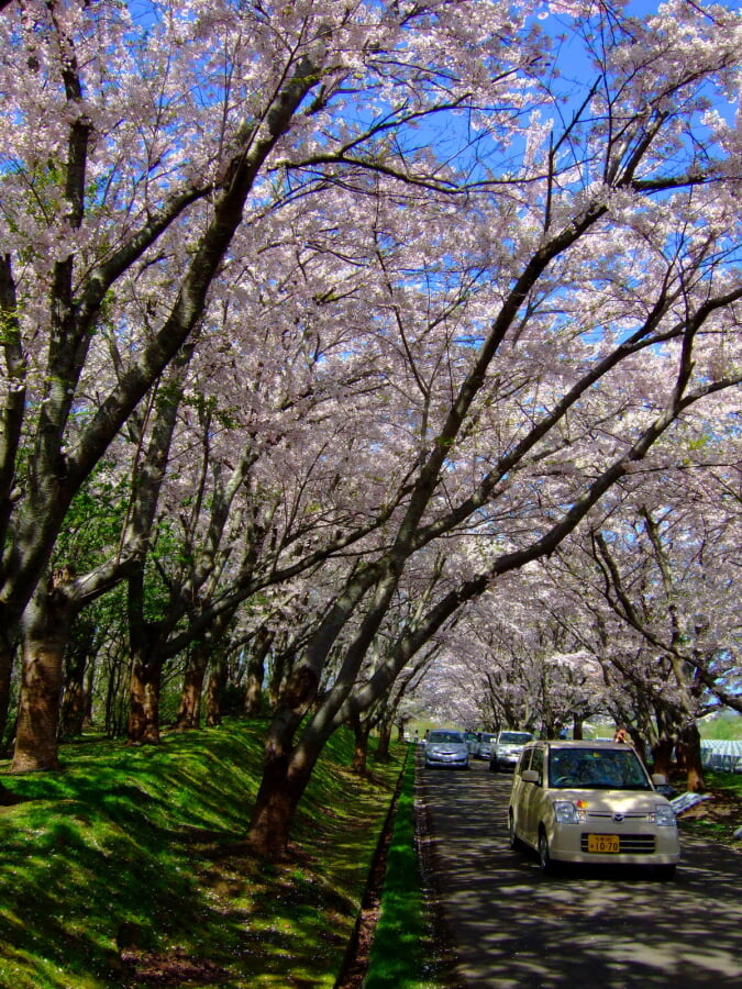 戸田記念墓地公園の写真16