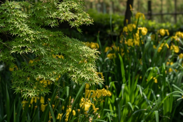 本郷給水所公苑の写真2