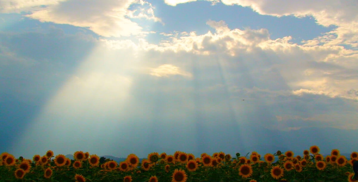 明野のひまわり畑の写真1