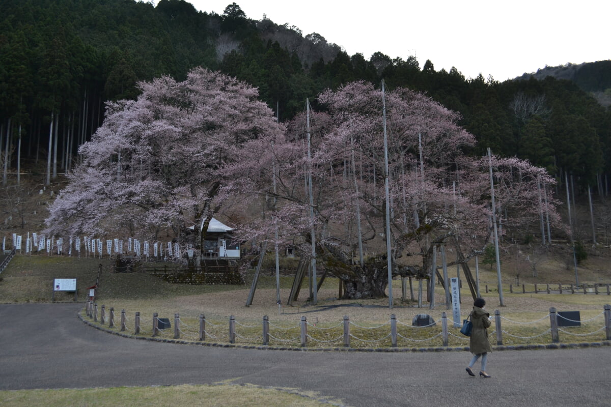 淡墨公園(根尾谷淡墨桜)の写真3