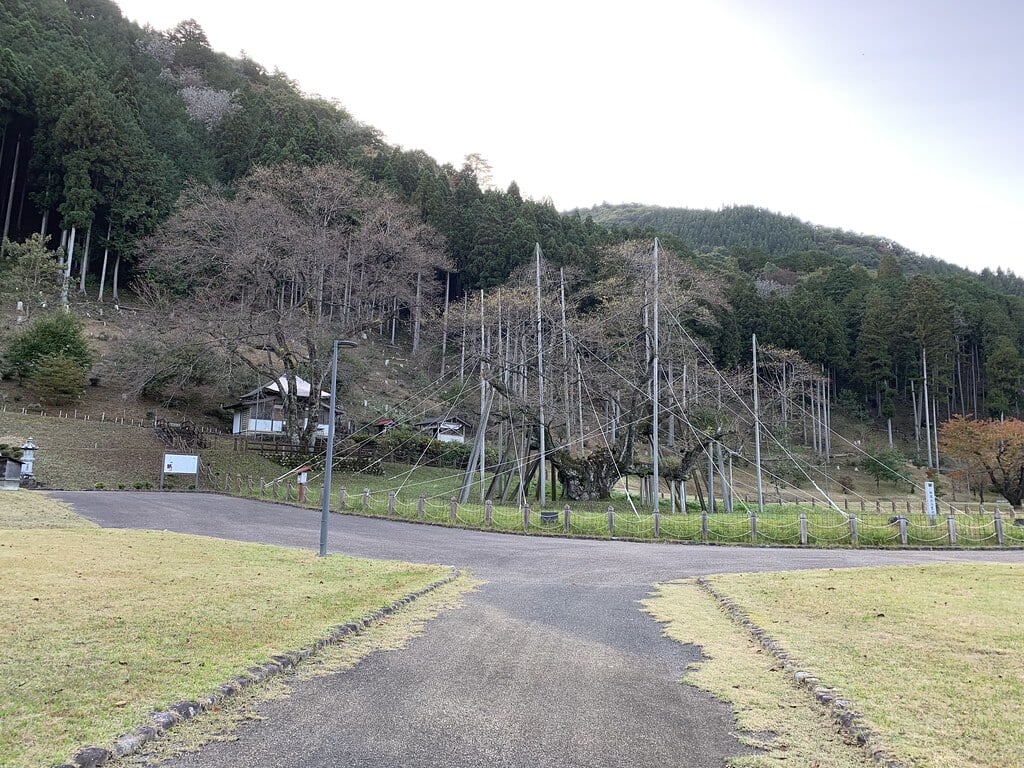 淡墨公園(根尾谷淡墨桜)の写真4