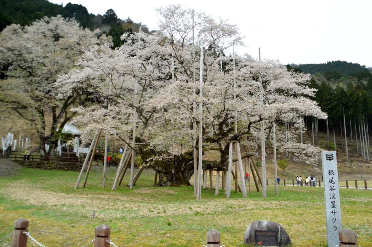 淡墨公園(根尾谷淡墨桜)の写真5