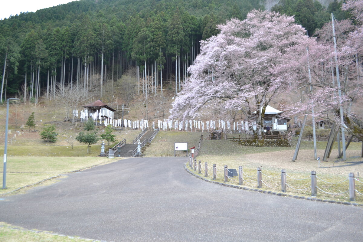 淡墨公園(根尾谷淡墨桜)の写真6