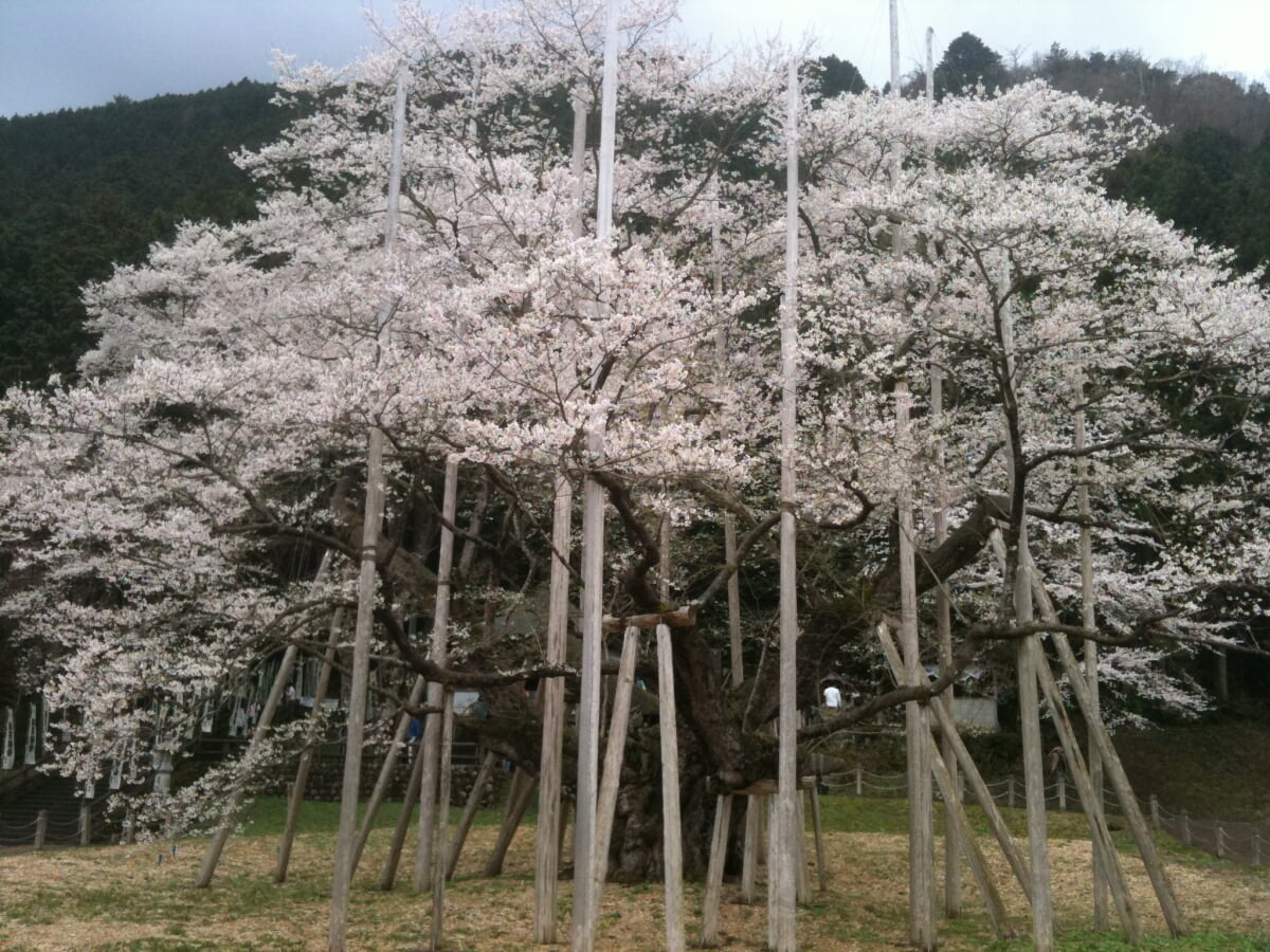 淡墨公園(根尾谷淡墨桜)の写真7