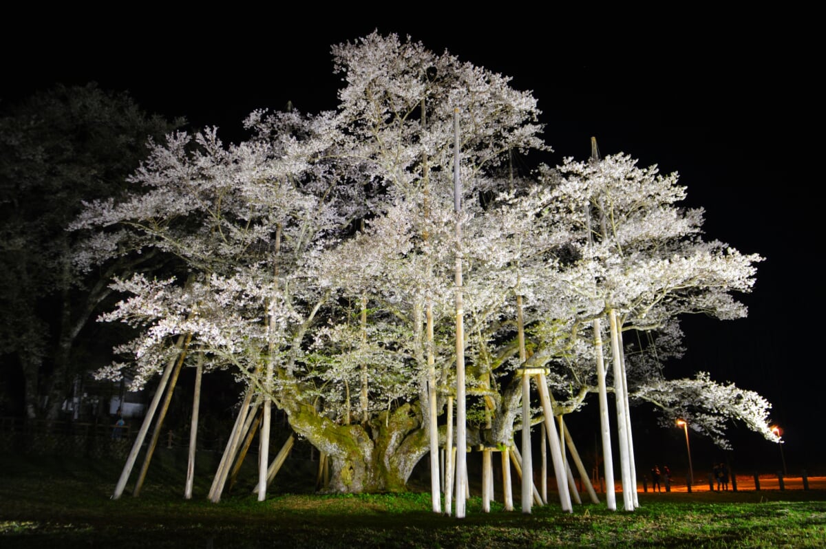 淡墨公園(根尾谷淡墨桜)の写真8