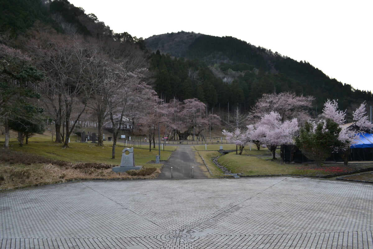 淡墨公園(根尾谷淡墨桜)の写真9