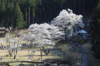 淡墨公園(根尾谷淡墨桜)