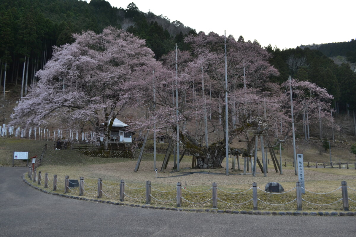 淡墨公園(根尾谷淡墨桜)の写真10