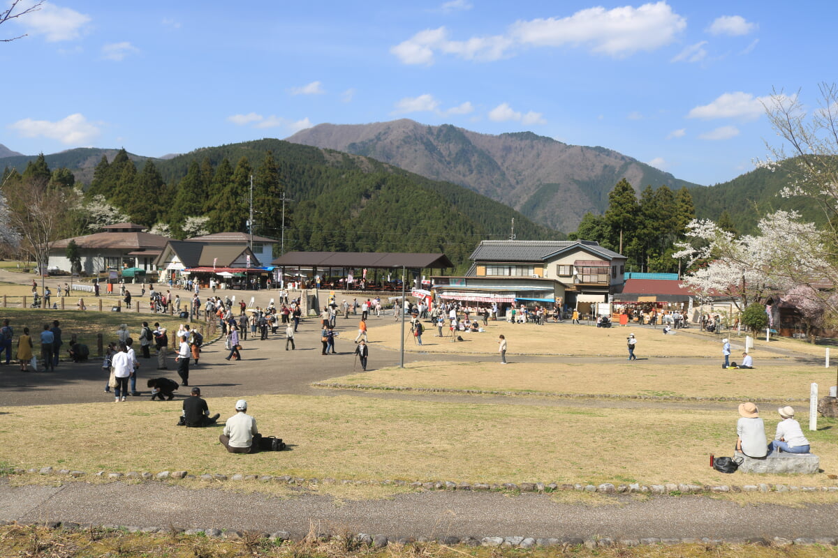 淡墨公園(根尾谷淡墨桜)の写真11