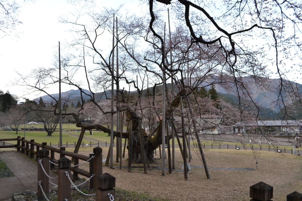 淡墨公園(根尾谷淡墨桜)の写真13