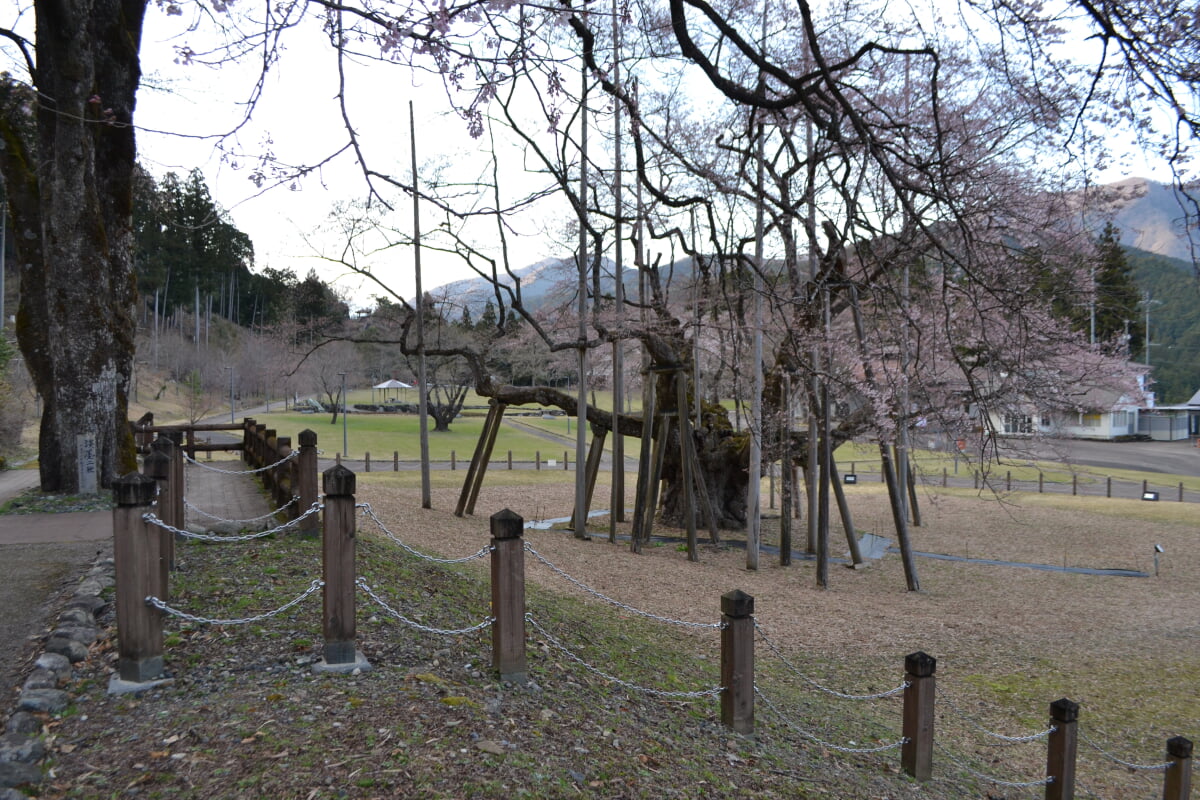 淡墨公園(根尾谷淡墨桜)の写真14