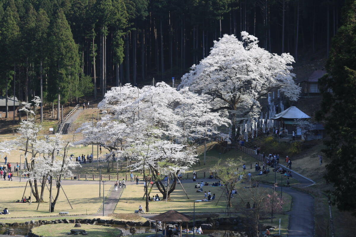 淡墨公園(根尾谷淡墨桜)の写真1