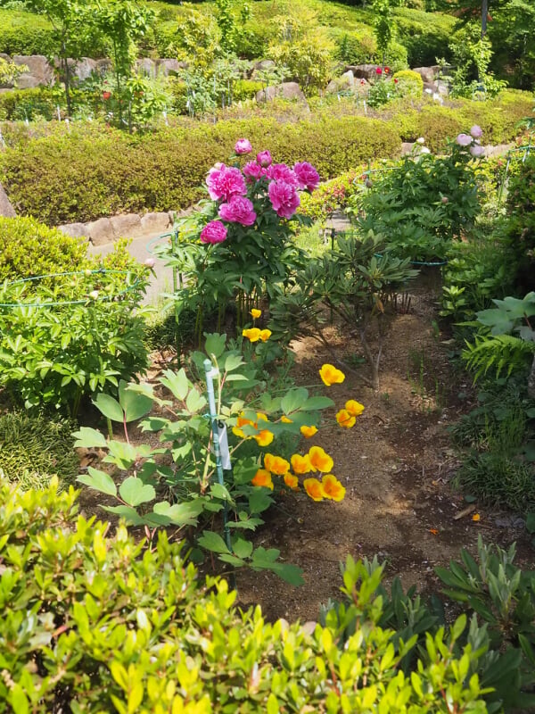 町田ぼたん園の写真2