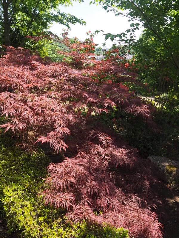 町田ぼたん園の写真3