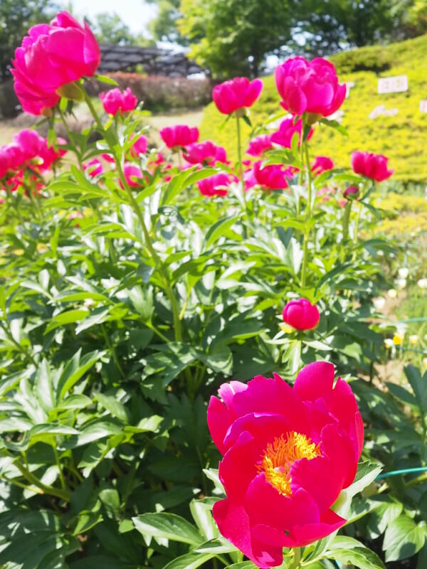 町田ぼたん園の写真6