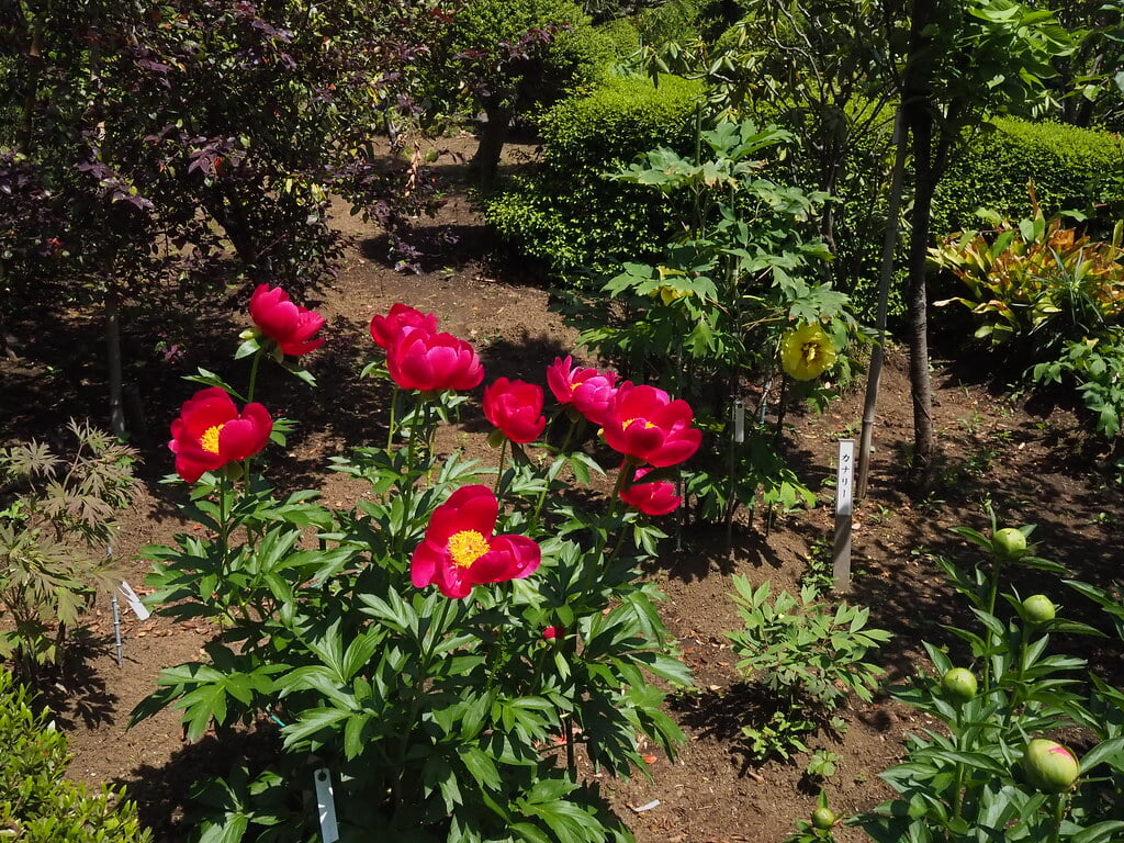 町田ぼたん園の写真7