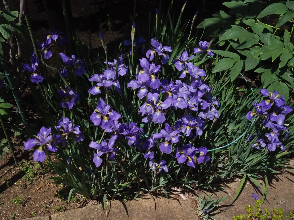 町田ぼたん園の写真10