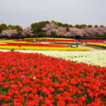 赤ちゃん連れで「なばなの里」｜東京から長距離移動の注意点とポイント