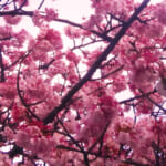 熱海糸川桜まつり｜開花状況・混雑回避・駐車場を写真で解説