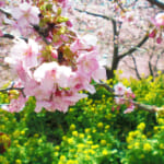 2月に関東でお花見！早咲き「松田山の桜」が富士山との共演で絶景