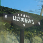 神奈川最長の桜並木「はだの桜道」の開花状況・駐車場｜神奈川の穴場桜スポット