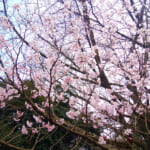 城山公園の桜の開花状況と駐車場