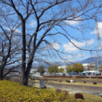 秦野中央運動公園の桜開花状況と駐車場。見頃予想は