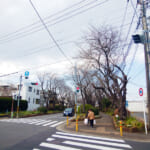 綾瀬市、綾西緑地の桜並木の開花状況は