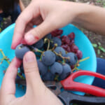 山梨で雨でもぶどう狩り、予約不要の浅間園へ行ってみた