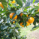 伊豆の途中でレンタル犬と一緒にミカン狩り｜時間無制限の松本農園