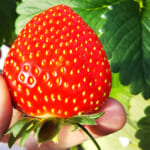 神奈川で子供とイチゴ狩り「ファームスクエア丹沢の森」の感想