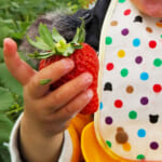 湘南いちご狩りセンターは当日予約OK！子供といちご狩りできるスポット
