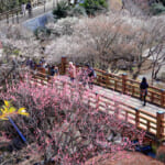 【2026年】熱海梅園梅まつりの開花状況と混雑・駐車場、割引クーポン情報