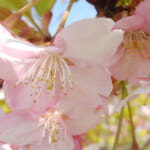 目黒川の桜開花予想と桜まつりの混雑回避・アクセス・見頃