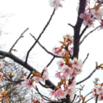 三浦海岸-桜の開花状況と桜まつりの混雑・駐車場