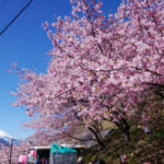 神奈川で２月に早咲きの河津桜を楽しめる！おすすめの桜の名所まとめ