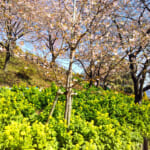 まつだ桜まつりの開花状況と混雑、無料駐車場まとめ