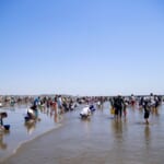 【2026年】関東(東京/神奈川/千葉)の潮干狩りスポット特徴別まとめ。混雑状況＆駐車場