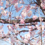 都内のお花見スポット、桜の開花と満開予想・混雑状況まとめ