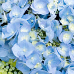 鎌倉の絶景、明月院のアジサイ開花状況と混雑回避法