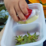 【2026年】いちご狩り前に要確認！必ず知っておきたい持ち物/服装まとめ