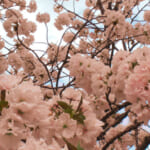 上野公園の桜、開花予想と屋台・格安の周辺駐車場
