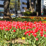 横浜公園「チューリップ祭り」の混雑と現地の状況、子供が遊べる遊具