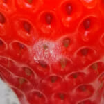 イチゴに白いカビのような物、食べても大丈夫？イチゴ狩りでは要注意