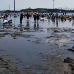 子供と「海の公園」で潮干狩り｜..駐車場の混雑や持ち物・貝の取れ具合などの記録