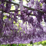 最大200円引◆あしかがフラワーパークの割引クーポン情報