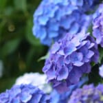 【2026年】小田原 あじさい花菖蒲まつりの日程と開花状況・駐車場