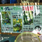 【神奈川】広石農園で子供と一緒にブルーベリー狩り。コスパ抜群だった